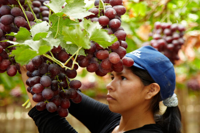 Perú-exportador-uvas